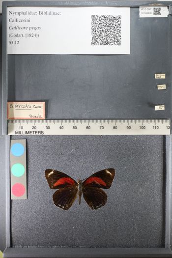 Media type: image;   Entomology 148406